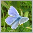 Polyommatus icarus - Hauhechelblaeuling m03.jpg